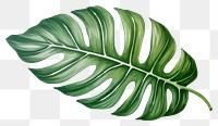 PNG Tropical leaf plant xanthosoma freshness. 