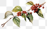 PNG Coffee plant cherry leaf tree. AI generated Image by rawpixel.