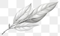 PNG Bay leaf drawing sketch plant. 