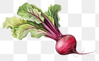PNG Beet vegetable plant food. AI generated Image by rawpixel.
