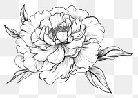 PNG Peony drawing flower sketch. AI generated Image by rawpixel.