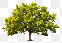 PNG Maple tree maple plant oak. AI generated Image by rawpixel.