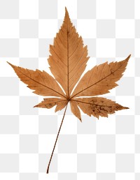 PNG Real pressed a single minimal leaf plant paper tree. 