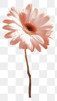 PNG A flower blossom petal plant. AI generated Image by rawpixel.