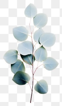 PNG A Baby Blue Eucalyptus plant leaf white background. AI generated Image by rawpixel.