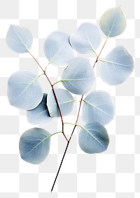 PNG A Baby Blue Eucalyptus plant leaf tree. AI generated Image by rawpixel.