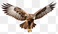 PNG  Flying hawk buzzard animal bird