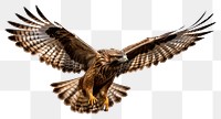 PNG  Flying hawk buzzard vulture animal. AI generated Image by rawpixel.