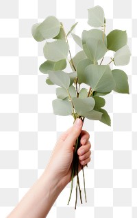 PNG A hand holding Eucalyptus finger plant leaf. AI generated Image by rawpixel.