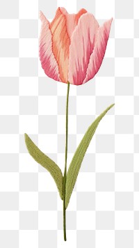 PNG  Tulip tulip flower petal. 