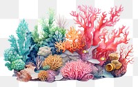 PNG Coral reef outdoors nature water. 