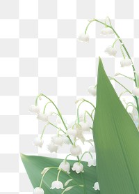 PNG Lily of the valley outdoors nature flower. 