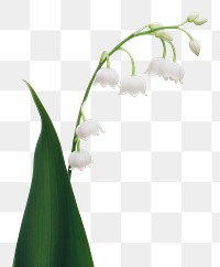 PNG Lily of the valley flower plant petal. AI generated Image by rawpixel.