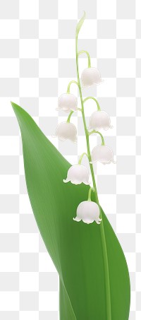 PNG Lily of the valley flower plant petal. 
