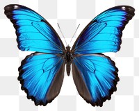 PNG  Blue butterfly animal insect white background. AI generated Image by rawpixel.