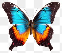 PNG Colorful butterfly animal insect  