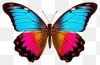 PNG Colorful butterfly animal insect  