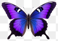 PNG  Butterfly animal insect white background