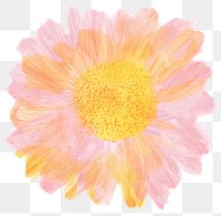 PNG Sunflower petal plant white background. AI generated Image by rawpixel.