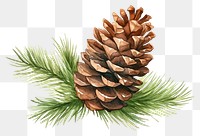 PNG Christmas Sequoia cone christmas plant pine. 