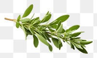 PNG Herb herbs plant leaf. 