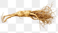 PNG  100 year old korean ginseng plant root vegetable. AI generated Image by rawpixel.