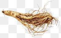 PNG  100 year old korean ginseng plant root food. AI generated Image by rawpixel.