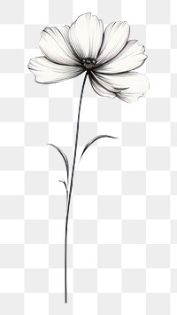 PNG  Flower drawing sketch petal. AI generated Image by rawpixel.