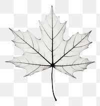 PNG  Maple leaf plant tree line. AI generated Image by rawpixel.
