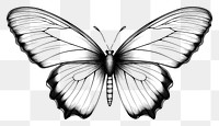PNG  Butterfly butterfly drawing sketch. AI generated Image by rawpixel.