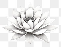 PNG  Lotus drawing flower sketch. AI generated Image by rawpixel.