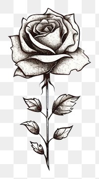 PNG  Rose rose drawing flower. AI generated Image by rawpixel.