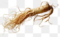 PNG  100 year old korean ginseng vegetable food invertebrate. AI generated Image by rawpixel.