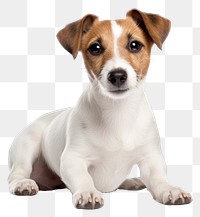 PNG Jack Russell terrier dog mammal animal. 