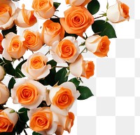 PNG Orange roses flower petal plant. AI generated Image by rawpixel.