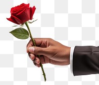 PNG Hand holding red rose flower plant inflorescence. AI generated Image by rawpixel.