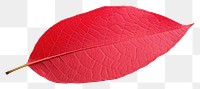 PNG Red rose leaf plant white background fragility. AI generated Image by rawpixel.