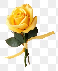 PNG Yellow rose bouquet flower plant yellow background. 