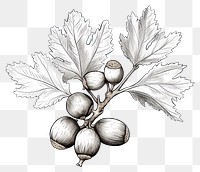 PNG Acorns vegetable drawing sketch. AI generated Image by rawpixel.
