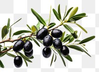 PNG Black olive tree plant fruit leaf. 