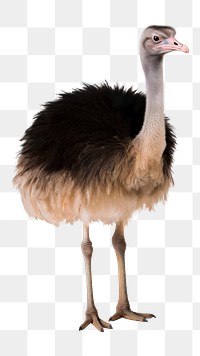 PNG An ostrich wildlife animal bird. AI generated Image by rawpixel.