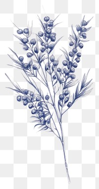 PNG Foliage drawing sketch plant