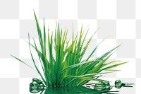 PNG A subtle wide small grass isolated on clear solid background plant green black background. 