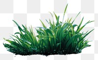 PNG A subtle wide small grass isolated on clear solid background outdoors nature plant. 