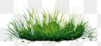 PNG A subtle wide small grass isolated on clear solid background outdoors plant green