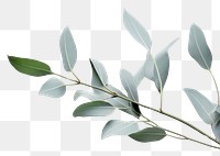PNG  Eucalyptus plant leaf branch. AI generated Image by rawpixel.
