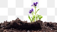 PNG Flower soil outdoors plant. AI generated Image by rawpixel.