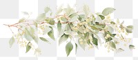 PNG  Wreath plant Eucalyptus flower leaf freshness. AI generated Image by rawpixel.