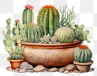PNG A cute cactus pot is placed amidst desert plants creativity houseplant freshness. 