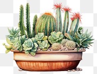 PNG A cute cactus pot is placed amidst desert plants white background houseplant freshness. 